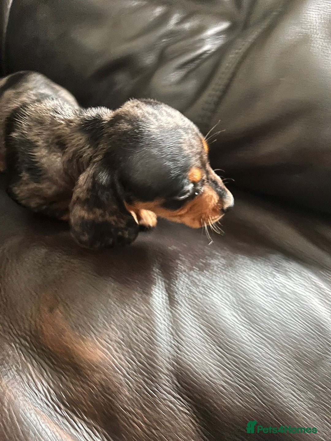 Miniature Dachshund dogs for sale: Dachshund puppies boys and girls ready now - Image 14