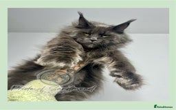 Maine Coon cats for sale: Russian Import Maine Coon Kittens  - Image 10