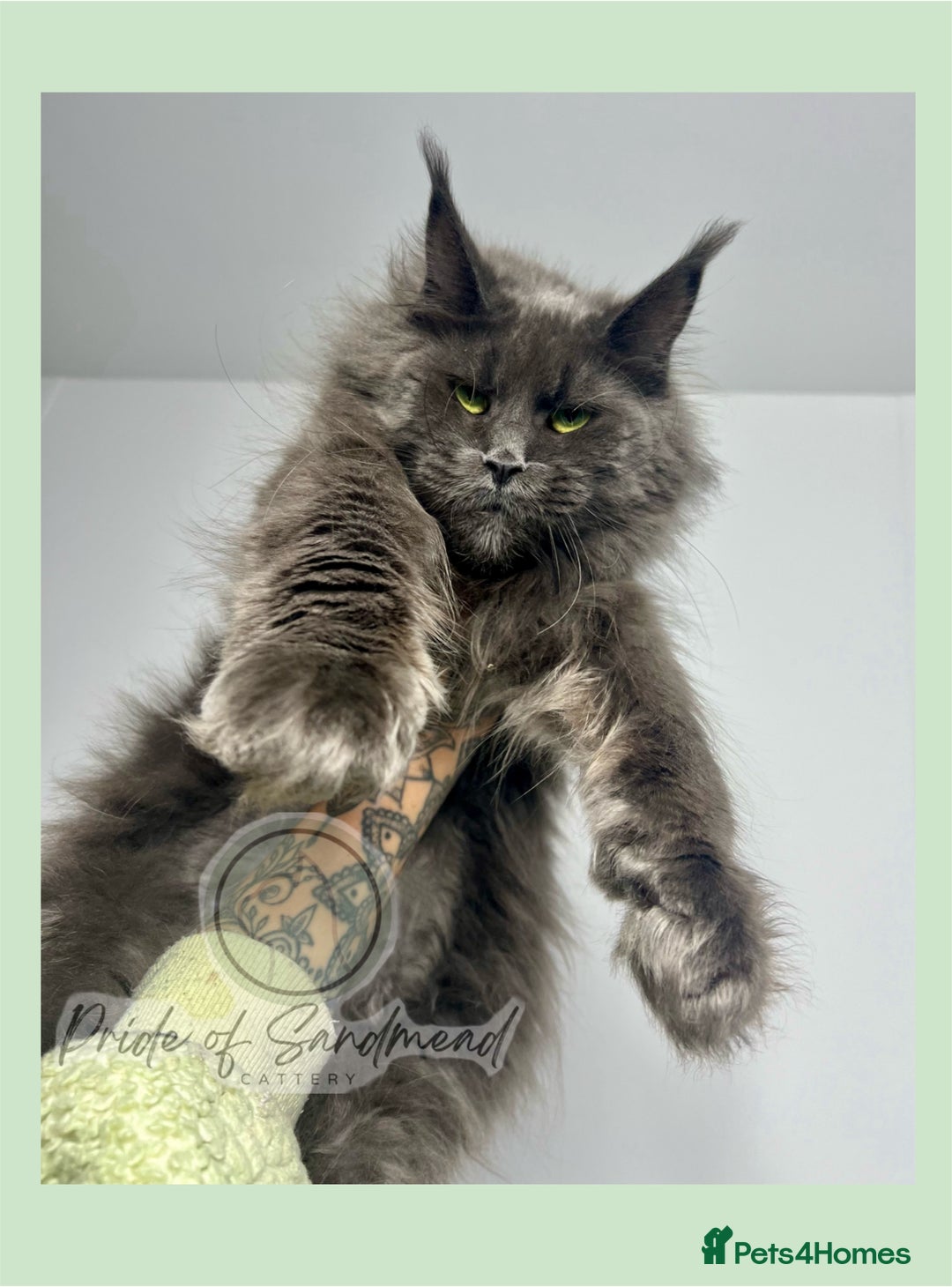 Maine Coon cats for sale: Russian Import Maine Coon Kittens  - Image 10
