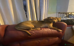 Dachshund dogs for sale: Dachshund pups - Image 3
