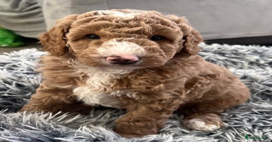 Goldendoodle dogs - Advert 2