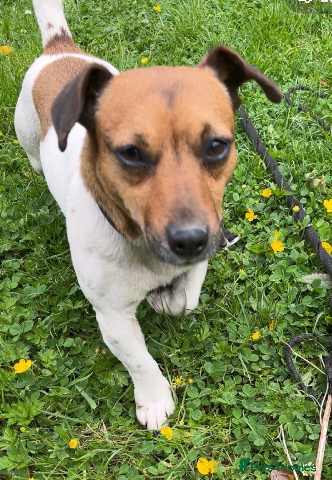Jack Russell dogs for sale: 5 male Jack Russell puppies ready to go - Advert 2