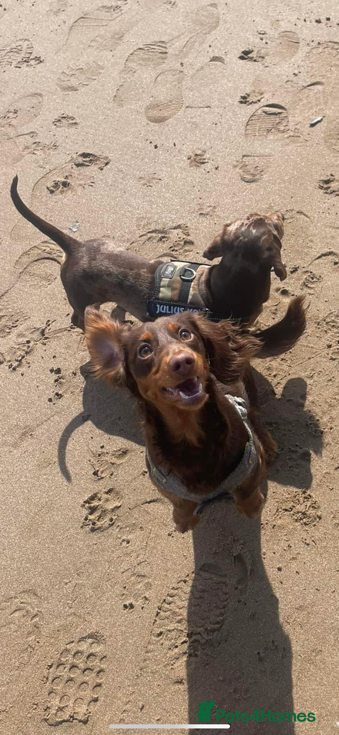 Miniature Dachshund dogs for stud: Rolo the long haired dachshund  in Pentre - Image 12