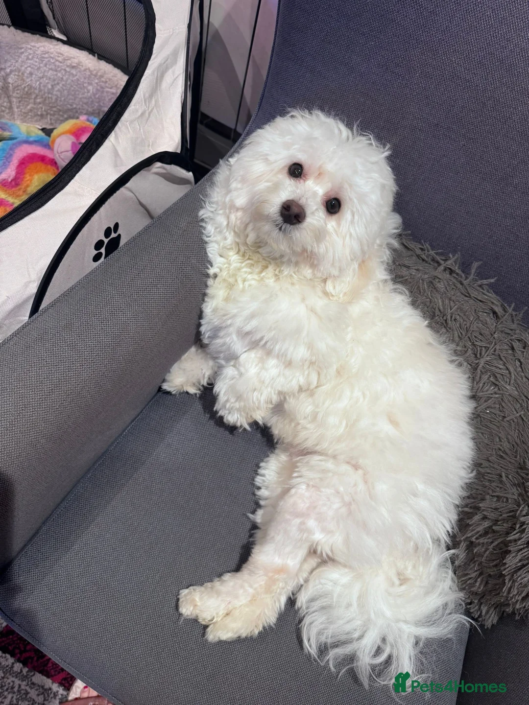 Maltese dogs for sale: Male Maltese – 7 Months Old for Sale in London - Advert 2