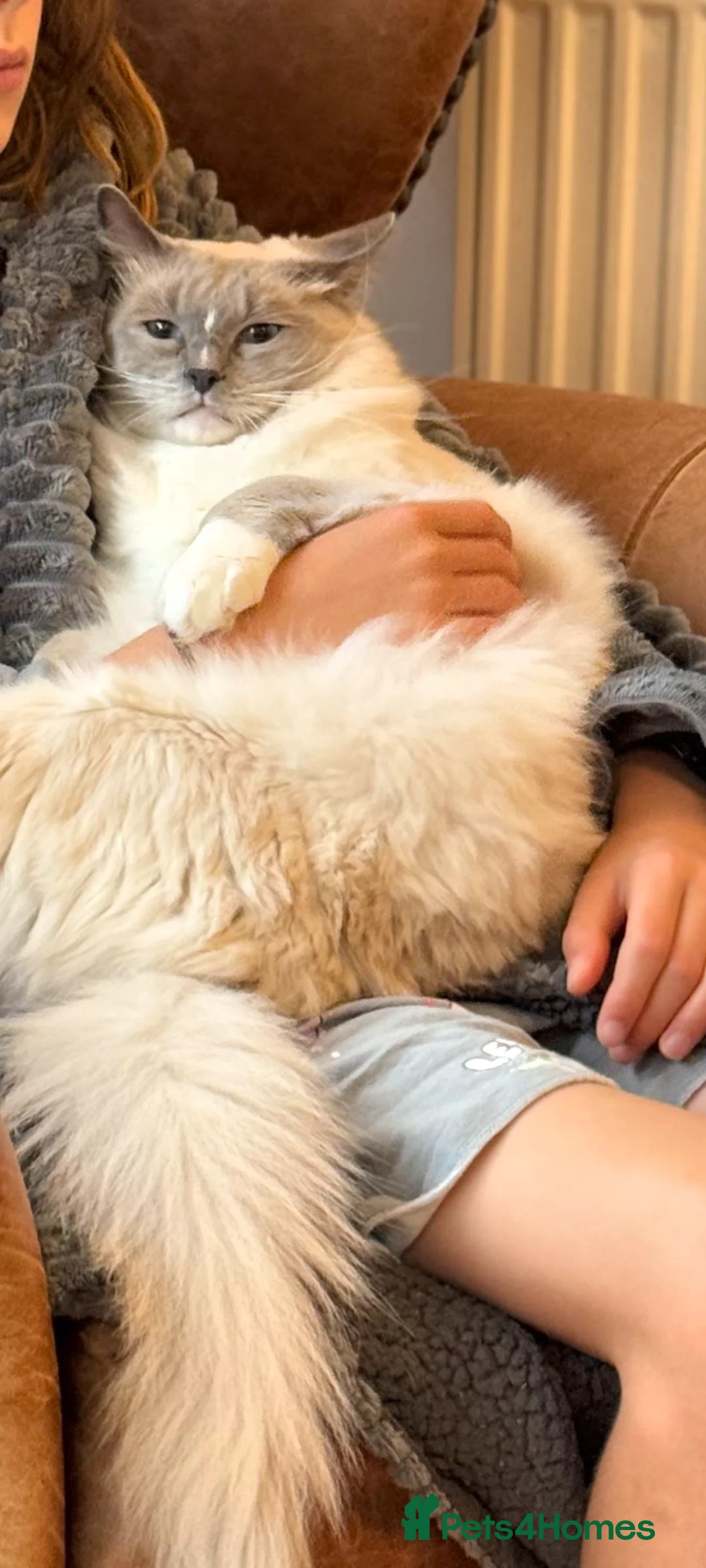 Ragdoll cats for sale: 16 months blue mitted ragdoll GCCF registered  - Advert 2