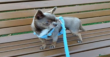 Chihuahua dogs - Advert 3