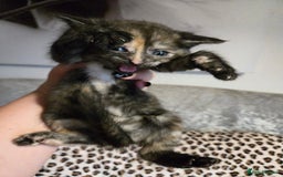 Mixed Breed cats for sale: 7 Half-Ragdolls  - Image 10