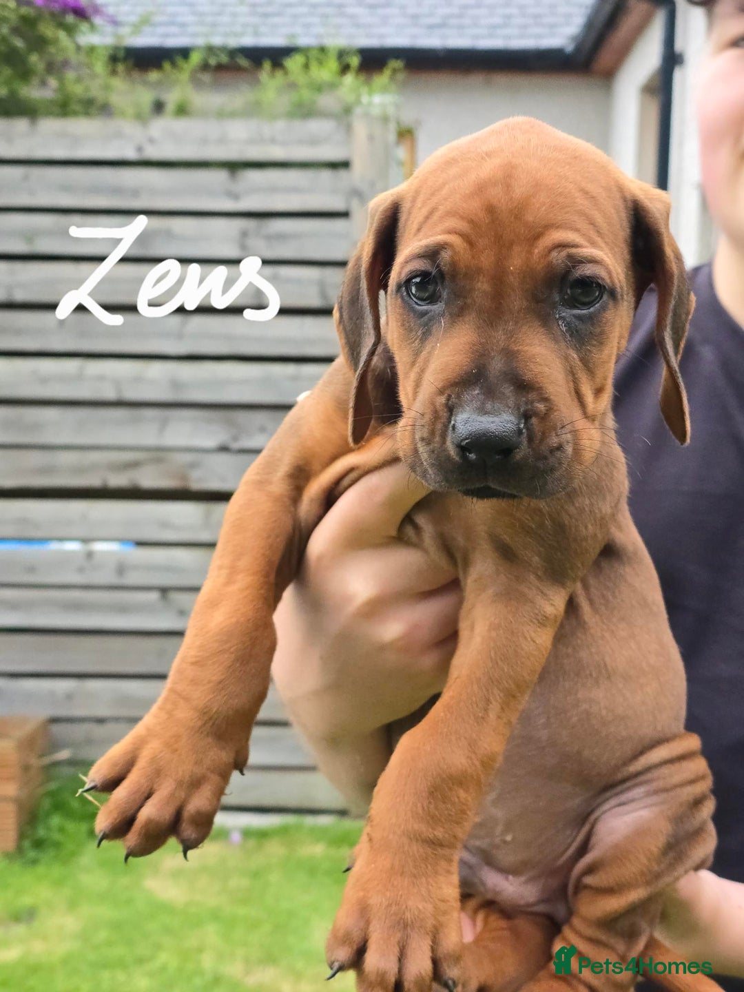 Rhodesian Ridgeback dogs for sale: Stunning Rhodesian RidgeBack Pups.. - Image 2