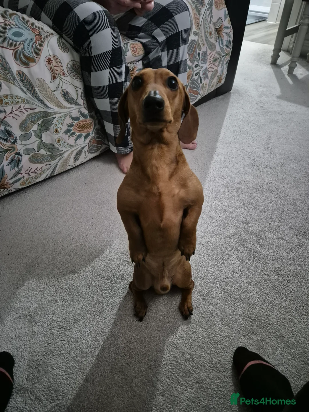 Miniature Dachshund dogs for stud: Miniature Shaded Red Dachshund for Stud PRA Clear in Faringdon - Advert 3