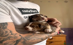 Mixed Breed dogs for sale: Mixbreed beautiful puppies  - Image 7