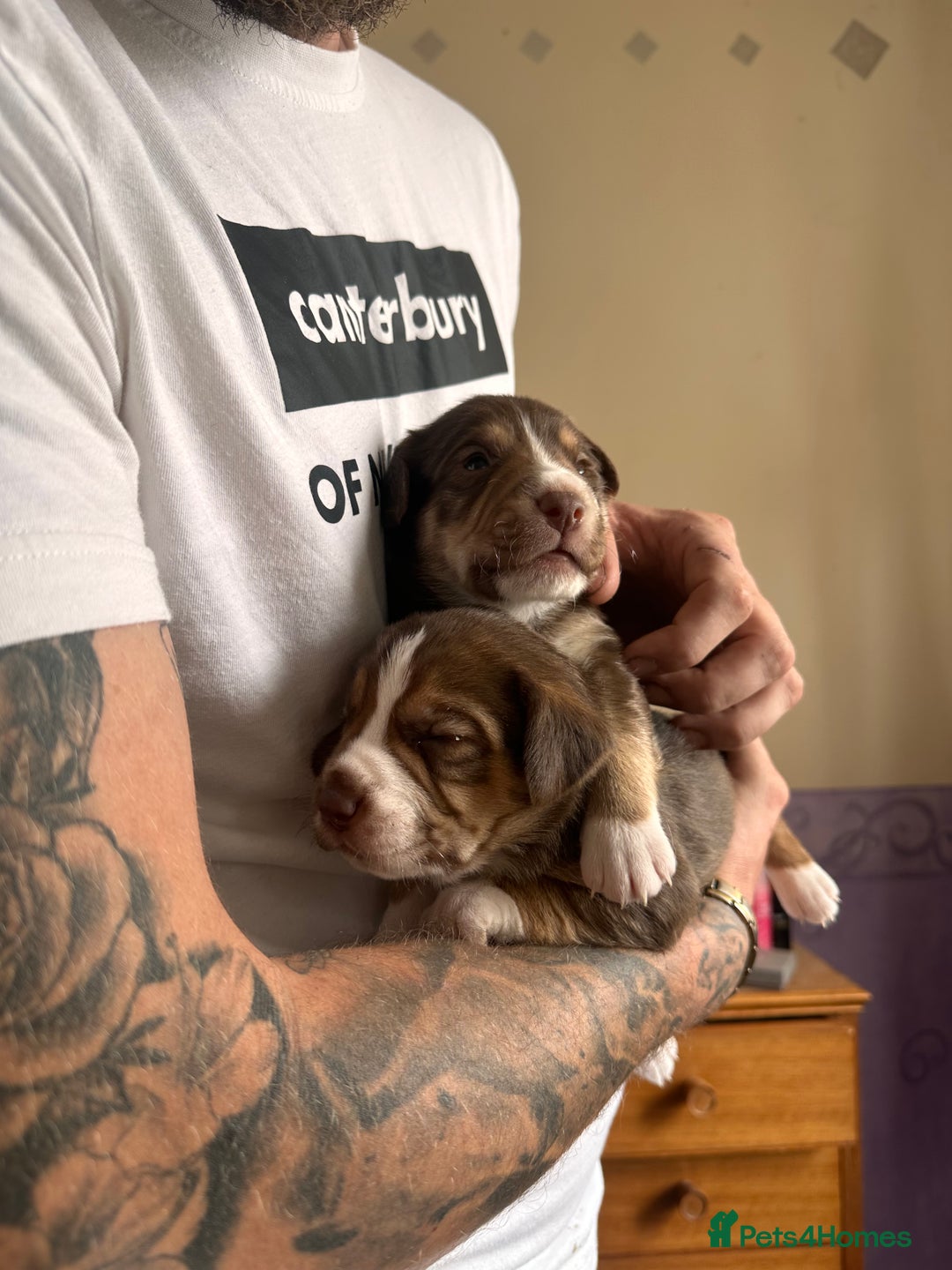 Mixed Breed dogs for sale: Mixbreed beautiful puppies  - Image 7