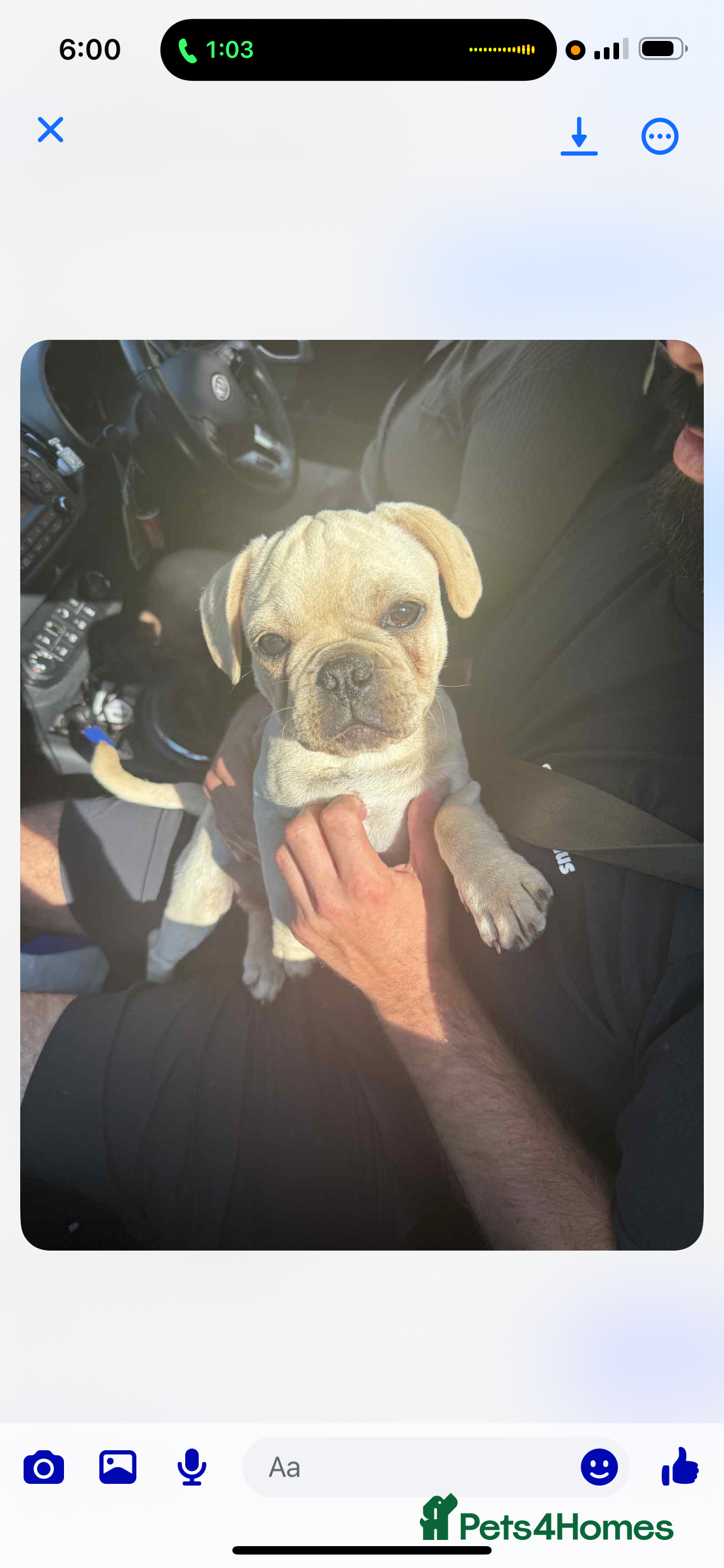 Frug dogs Male frug puppy - Advert 4