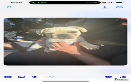 Frug dogs for sale: Male frug puppy - Advert 1