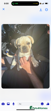 Frug dogs Male frug puppy - Advert 1