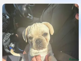 Frug dogs Male frug puppy - Advert 1