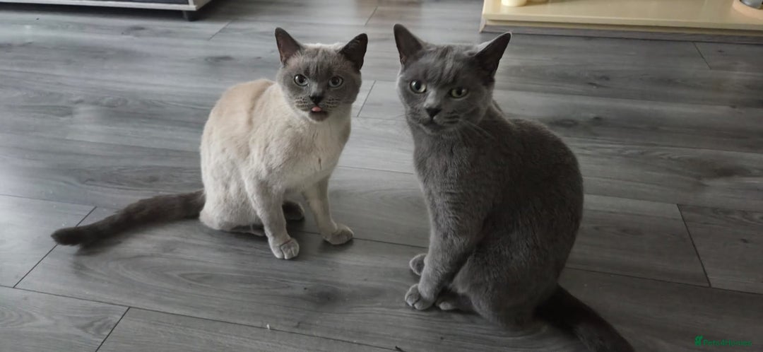 British Shorthair cats for sale: British Shorthair Cats for sale - Image 4