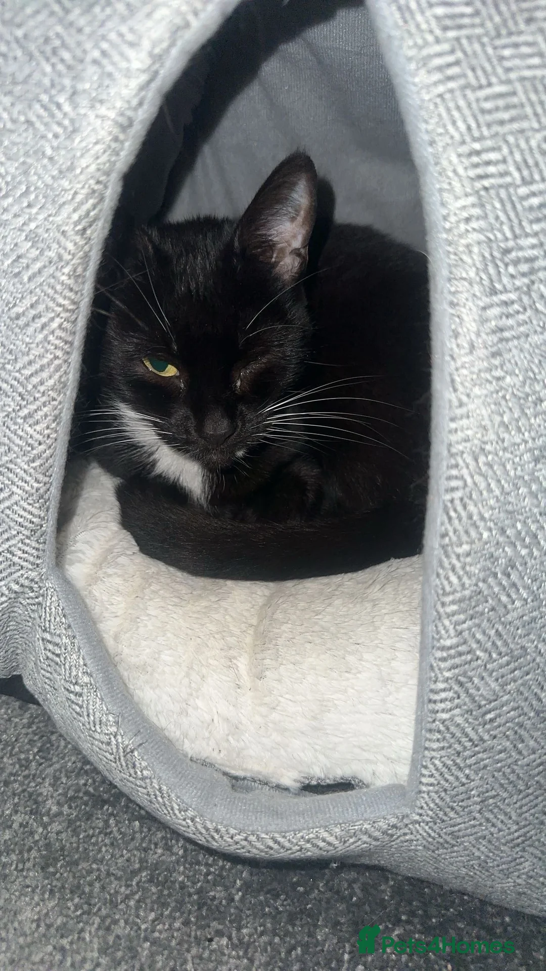 British Shorthair cats for sale: Omen  - Advert 2