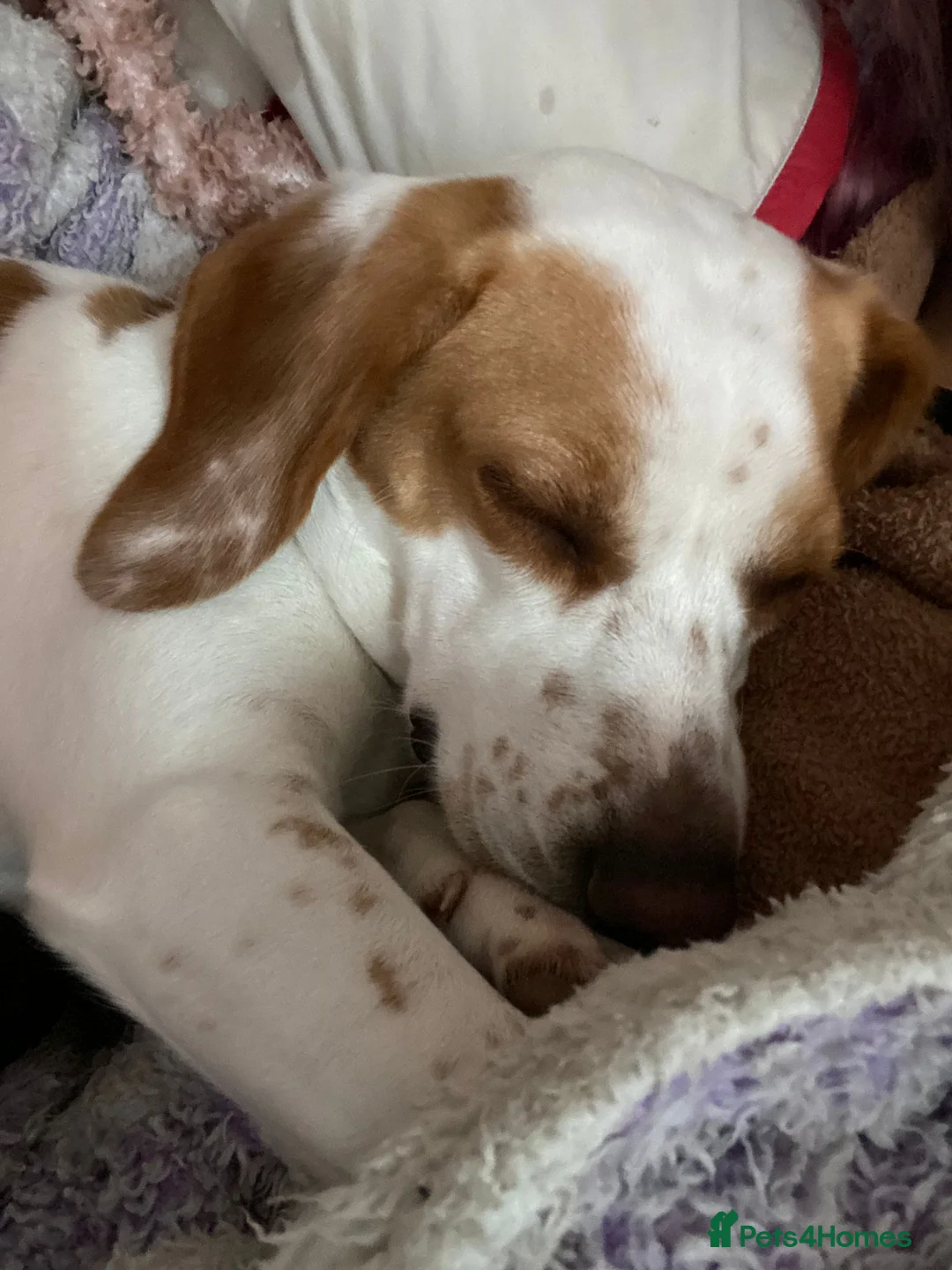 Beagle dogs for sale: Beagle - Advert 3