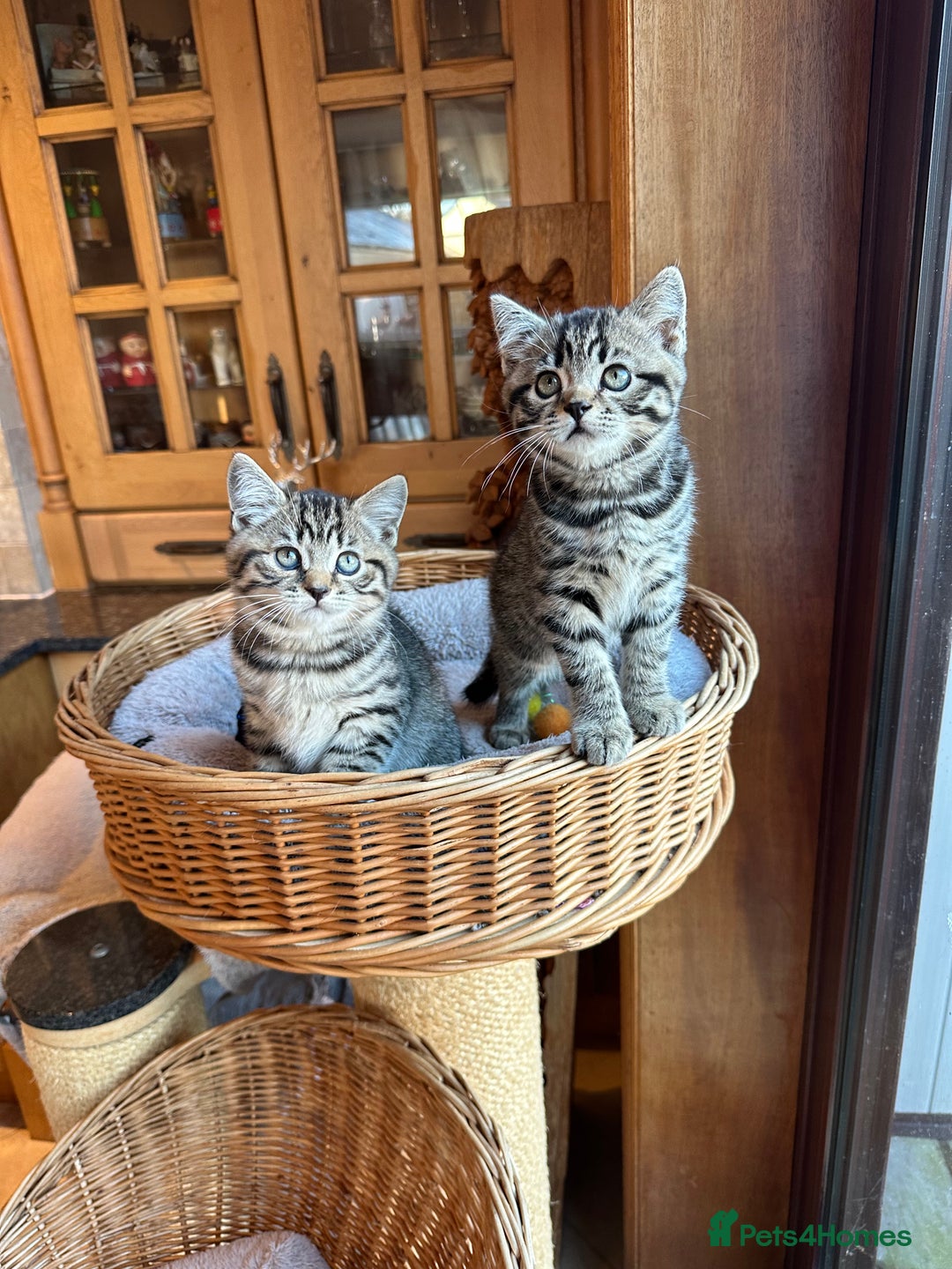 British Shorthair cats for sale: British Shorthair Chocolate Spotted Kittens - Advert 23