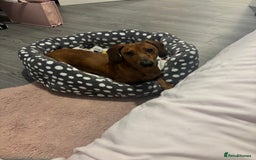 Dachshund dogs for sale: marlo - Image 3