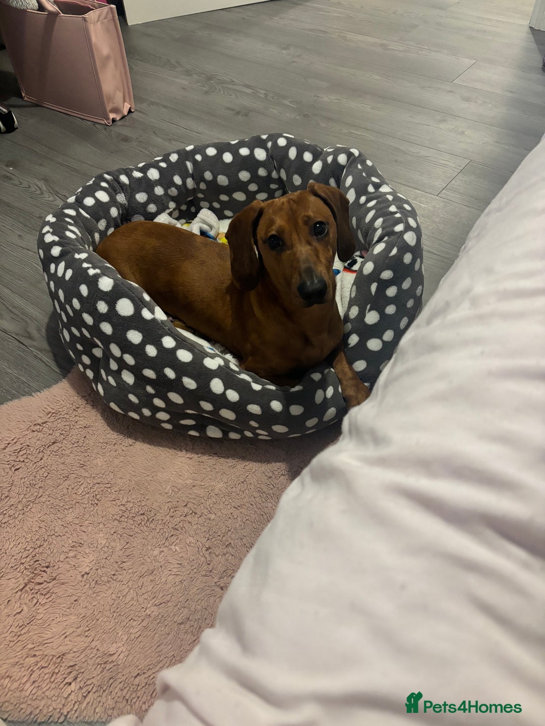 Dachshund dogs for sale: marlo - Image 3