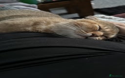 Scottish Fold cats for sale: Gizmo  - Image 6