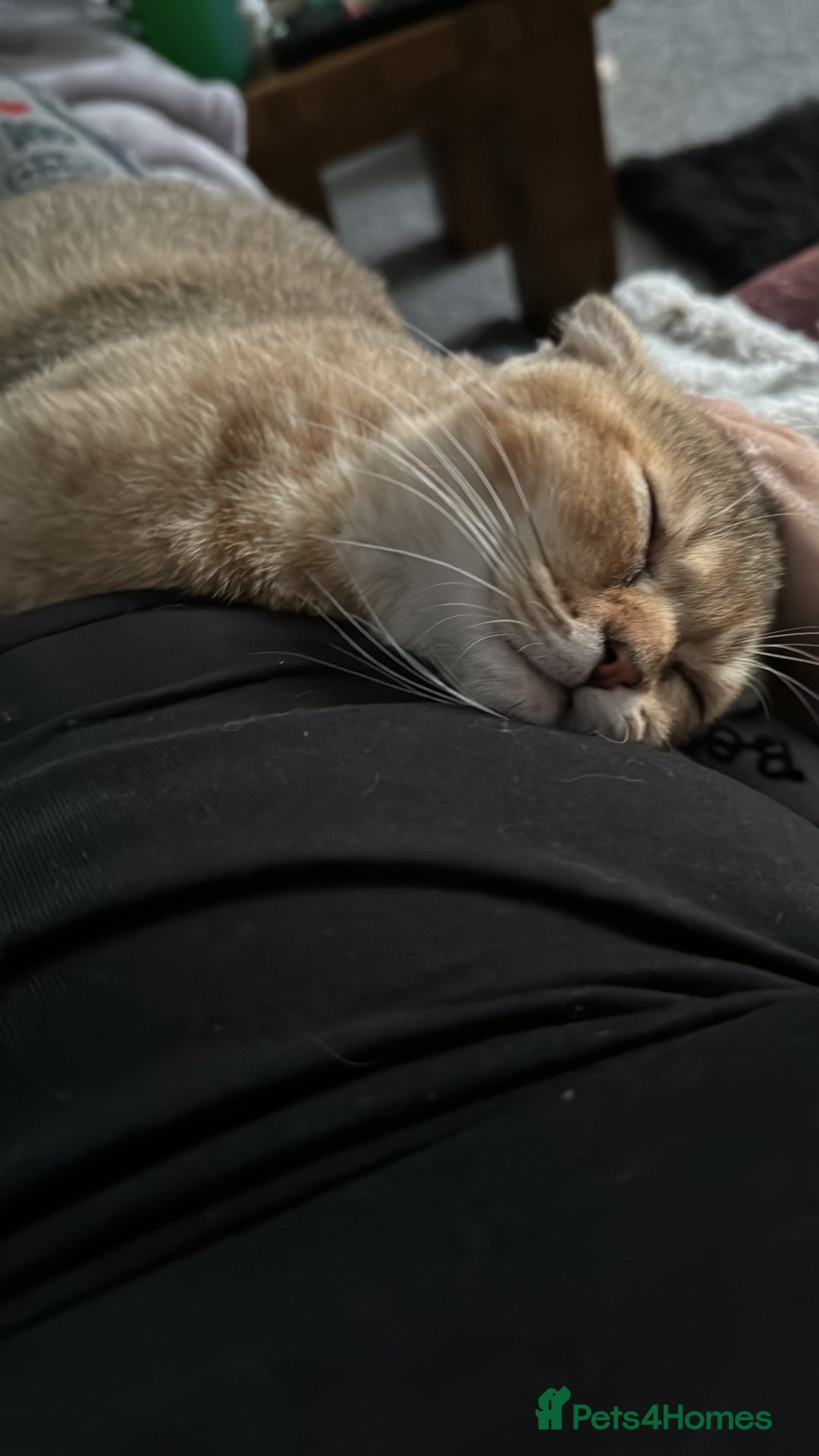 Scottish Fold cats for sale: Gizmo  - Image 6