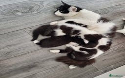 Mixed Breed cats for sale: 2 beautiful Maine Coon mix kittens  - Image 2