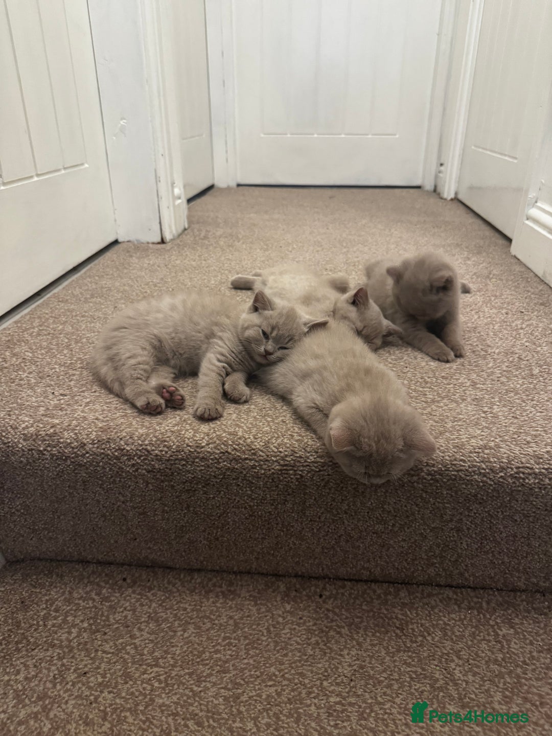 British Shorthair cats for sale: Beautiful Lilac BSH Kittens – Pedigree Parents - Advert 4