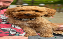 Cockapoo dogs for sale: Cockapoo puppies for sale central scotland - Image 8