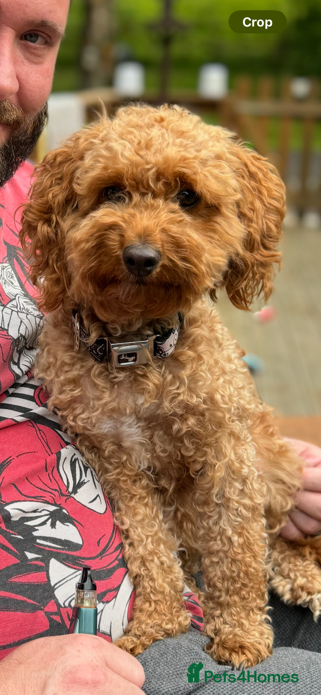 Cockapoo dogs for sale: Cockapoo puppies for sale central scotland - Image 8