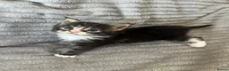 Maine Coon cats for sale: Beautiful Maine coon kittens - Advert 13