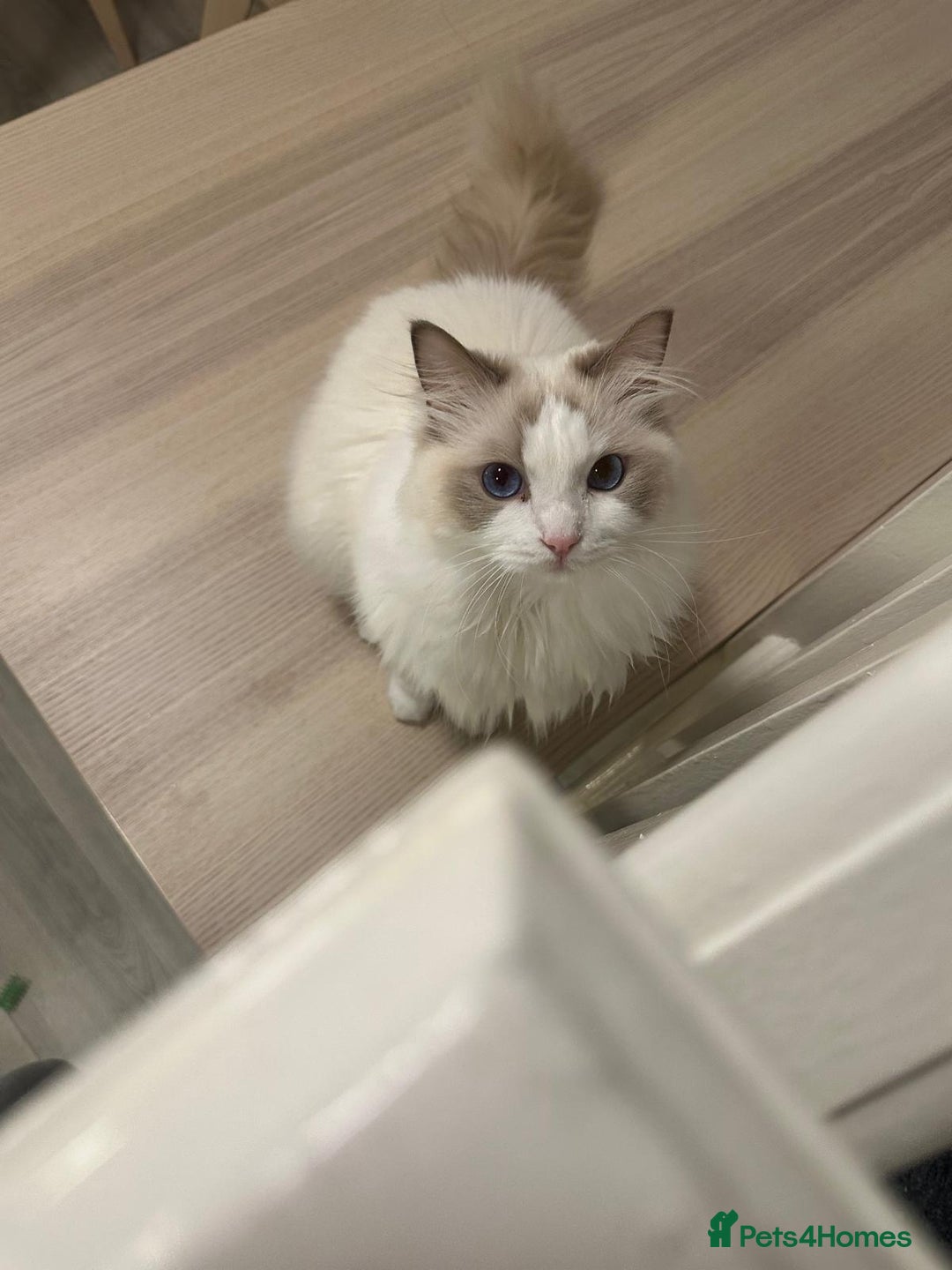 Ragdoll cats for sale: GCCF Registered Lilac Bicolour Ragdoll   - Advert 4