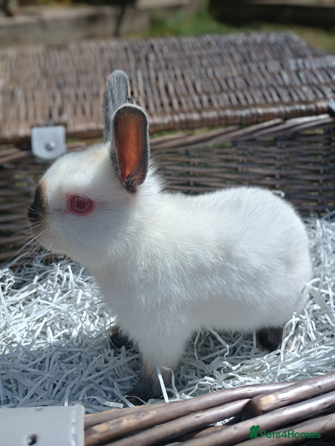 Netherland Dwarf rabbits for sale: Netherland dwarf buck 💙 in Loughborough - Image 2