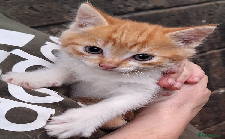 Mixed Breed cats - Advert 1
