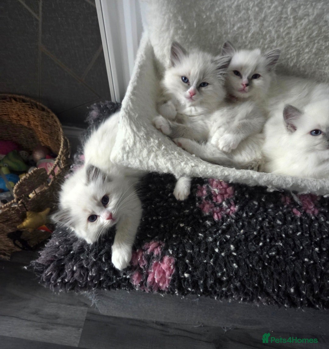 Ragdoll cats for sale: REGISTERED PEDIGREE RAGDOLL KITTENS BLUE  - Advert 15