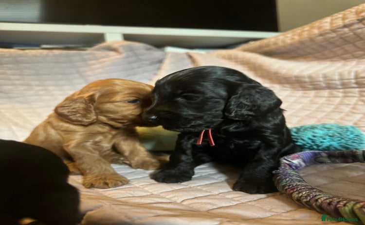 Cockapoo dogs - Advert 14