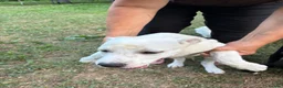 Mixed Breed dogs for adoption: 🤍 PAUL – Big Paws, Big Smile, Even Bigger Heart❤️ - Advert 14