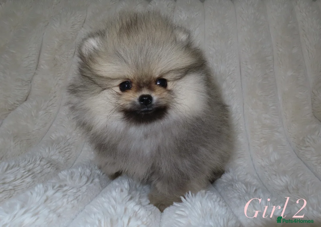 Pomeranian dogs for sale: TINY Champion Lines Teddy Faced Pomeranians  - Advert 2
