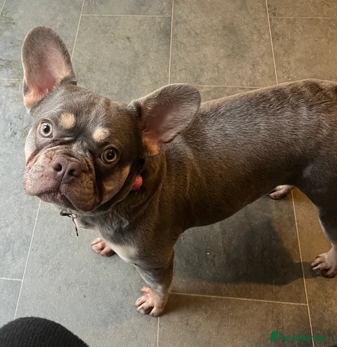 French Bulldog dogs for sale: Beautiful girl  - Advert 12