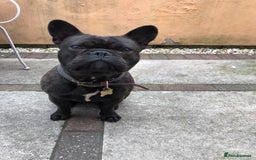 French Bulldog dogs for sale: Rehoming - 8 year old French Bulldog - Image 4