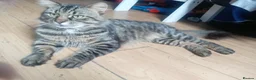 Mixed Breed cats for sale: Kittens lokking for new home in Swindon - Advert 5