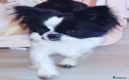 Chihuahua dogs for sale: KC REG ADULT GIRL THAI & RUSSIAN LINE - Image 4