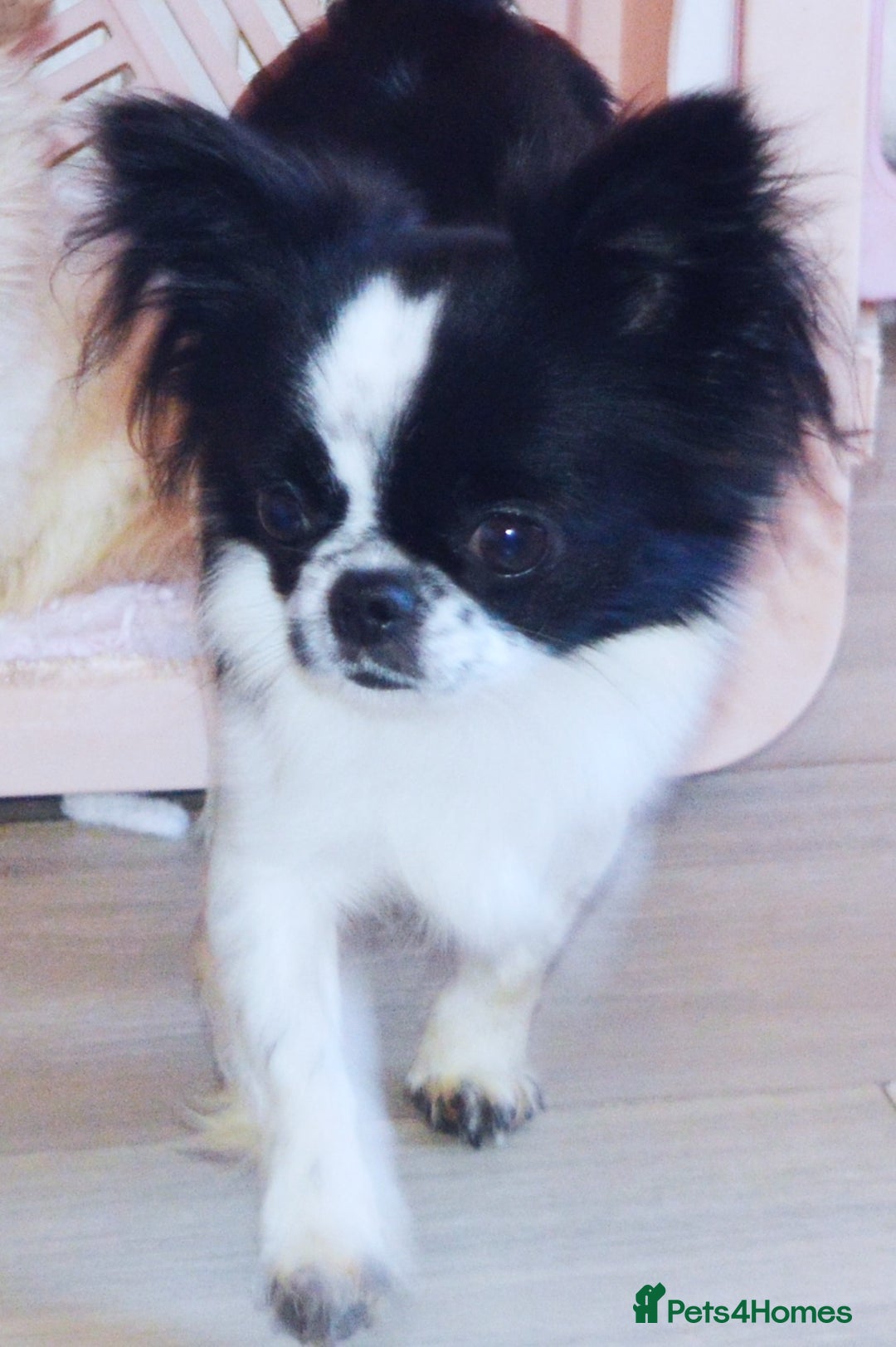 Chihuahua dogs for sale: KC REG ADULT GIRL THAI & RUSSIAN LINE - Image 4