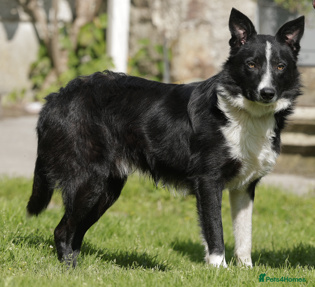 Border Collie dogs for sale: Quality Male Border Collie for Active home in Carmarthen - Image 2