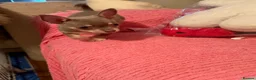 Chorkie dogs for sale: Chihuahua x yorkie - Advert 9