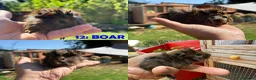 Guinea Pig rodents for sale: Guinea Pigs - Ready Now - Advert 24