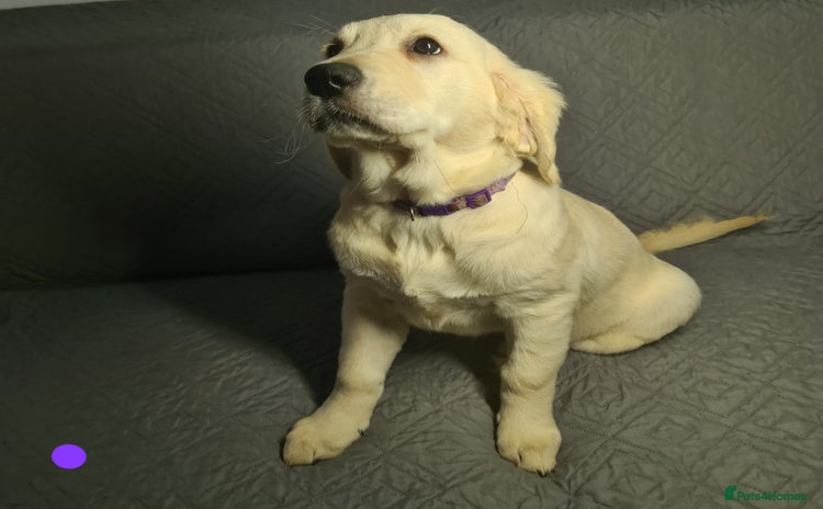 Golden Retriever dogs - Advert 2