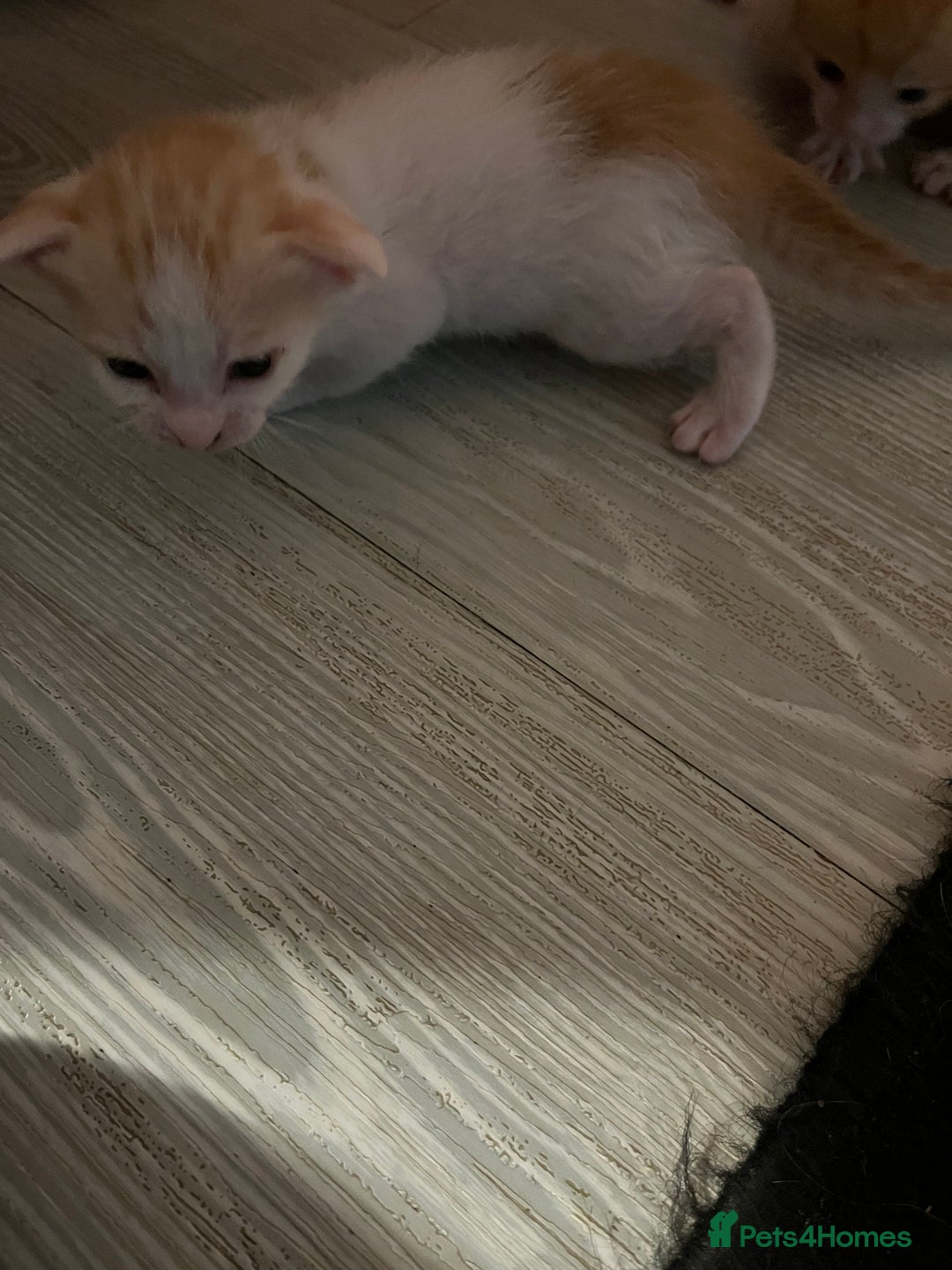 Oriental cats for sale: Gorgeous oriental kittens  - Advert 21