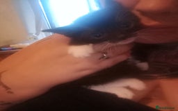 Mixed Breed cats for sale: 3 female kittens ready now - Image 2